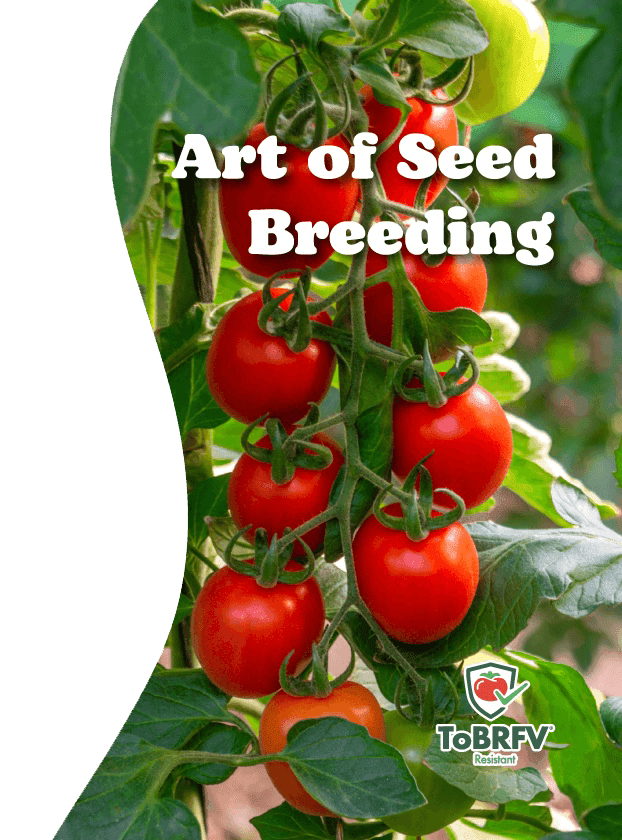 Breakthrough: New ToBRFV High-Resistance Tomato Line Launched